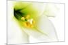 Close-Up of the inside of a White Lilly-Johan Swanepoel-Mounted Photographic Print