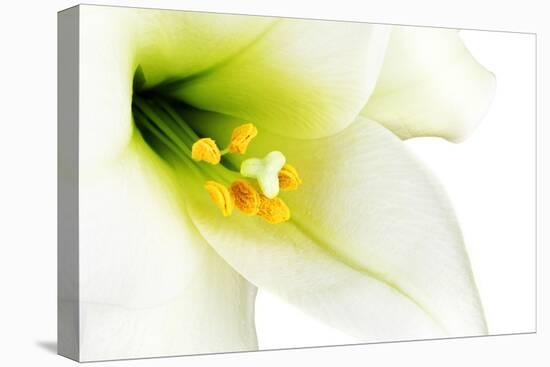 Close-Up of the inside of a White Lilly-Johan Swanepoel-Stretched Canvas