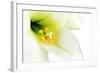 Close-Up of the inside of a White Lilly-Johan Swanepoel-Framed Photographic Print