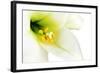 Close-Up of the inside of a White Lilly-Johan Swanepoel-Framed Photographic Print