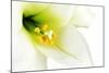 Close-Up of the inside of a White Lilly-Johan Swanepoel-Mounted Photographic Print