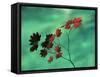 Close-Up of the Leaves of a Vine Maple (Acer Circinatum), Mount Rainier National Park-Colin Brynn-Framed Stretched Canvas