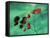 Close-Up of the Leaves of a Vine Maple (Acer Circinatum), Mount Rainier National Park-Colin Brynn-Framed Stretched Canvas