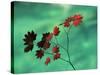 Close-Up of the Leaves of a Vine Maple (Acer Circinatum), Mount Rainier National Park-Colin Brynn-Stretched Canvas