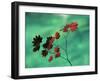 Close-Up of the Leaves of a Vine Maple (Acer Circinatum), Mount Rainier National Park-Colin Brynn-Framed Photographic Print