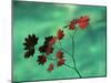 Close-Up of the Leaves of a Vine Maple (Acer Circinatum), Mount Rainier National Park-Colin Brynn-Mounted Photographic Print