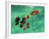 Close-Up of the Leaves of a Vine Maple (Acer Circinatum), Mount Rainier National Park-Colin Brynn-Framed Photographic Print