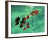 Close-Up of the Leaves of a Vine Maple (Acer Circinatum), Mount Rainier National Park-Colin Brynn-Framed Photographic Print