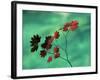 Close-Up of the Leaves of a Vine Maple (Acer Circinatum), Mount Rainier National Park-Colin Brynn-Framed Photographic Print