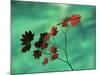 Close-Up of the Leaves of a Vine Maple (Acer Circinatum), Mount Rainier National Park-Colin Brynn-Mounted Photographic Print