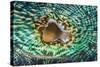 Close up of the Mantle of the Giant Clam (Tridacna Squamosa), Micronesia, Palau-Reinhard Dirscherl-Stretched Canvas