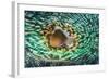 Close up of the Mantle of the Giant Clam (Tridacna Squamosa), Micronesia, Palau-Reinhard Dirscherl-Framed Photographic Print