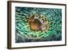 Close up of the Mantle of the Giant Clam (Tridacna Squamosa), Micronesia, Palau-Reinhard Dirscherl-Framed Photographic Print