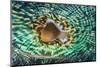 Close up of the Mantle of the Giant Clam (Tridacna Squamosa), Micronesia, Palau-Reinhard Dirscherl-Mounted Photographic Print