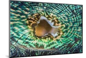 Close up of the Mantle of the Giant Clam (Tridacna Squamosa), Micronesia, Palau-Reinhard Dirscherl-Mounted Photographic Print