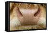 Close-Up of the Nose of a Highland Cow (Bos Taurus) Isle of Lewis, Outer Hebrides, Scotland, UK-Peter Cairns-Framed Stretched Canvas