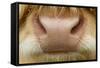 Close-Up of the Nose of a Highland Cow (Bos Taurus) Isle of Lewis, Outer Hebrides, Scotland, UK-Peter Cairns-Framed Stretched Canvas