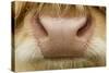 Close-Up of the Nose of a Highland Cow (Bos Taurus) Isle of Lewis, Outer Hebrides, Scotland, UK-Peter Cairns-Stretched Canvas