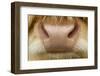 Close-Up of the Nose of a Highland Cow (Bos Taurus) Isle of Lewis, Outer Hebrides, Scotland, UK-Peter Cairns-Framed Photographic Print