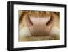 Close-Up of the Nose of a Highland Cow (Bos Taurus) Isle of Lewis, Outer Hebrides, Scotland, UK-Peter Cairns-Framed Photographic Print