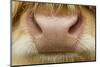 Close-Up of the Nose of a Highland Cow (Bos Taurus) Isle of Lewis, Outer Hebrides, Scotland, UK-Peter Cairns-Mounted Photographic Print