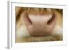 Close-Up of the Nose of a Highland Cow (Bos Taurus) Isle of Lewis, Outer Hebrides, Scotland, UK-Peter Cairns-Framed Photographic Print