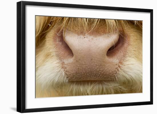 Close-Up of the Nose of a Highland Cow (Bos Taurus) Isle of Lewis, Outer Hebrides, Scotland, UK-Peter Cairns-Framed Photographic Print