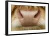 Close-Up of the Nose of a Highland Cow (Bos Taurus) Isle of Lewis, Outer Hebrides, Scotland, UK-Peter Cairns-Framed Photographic Print