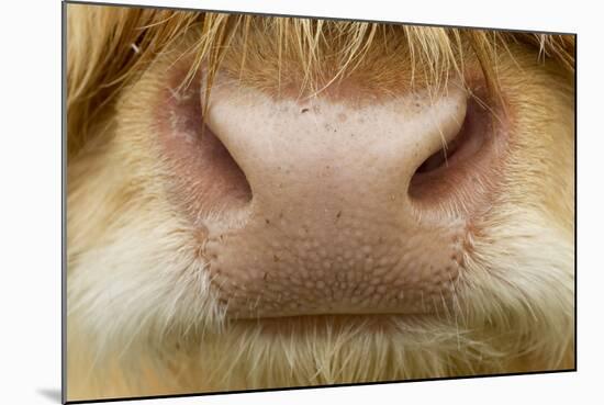 Close-Up of the Nose of a Highland Cow (Bos Taurus) Isle of Lewis, Outer Hebrides, Scotland, UK-Peter Cairns-Mounted Photographic Print