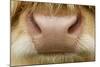 Close-Up of the Nose of a Highland Cow (Bos Taurus) Isle of Lewis, Outer Hebrides, Scotland, UK-Peter Cairns-Mounted Photographic Print