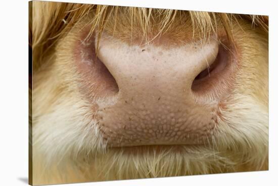 Close-Up of the Nose of a Highland Cow (Bos Taurus) Isle of Lewis, Outer Hebrides, Scotland, UK-Peter Cairns-Stretched Canvas