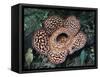 Close-up of the Rafflesia, the World's Largest Flowering Plant, Borneo, Asia-James Gritz-Framed Stretched Canvas