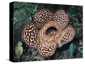 Close-up of the Rafflesia, the World's Largest Flowering Plant, Borneo, Asia-James Gritz-Stretched Canvas