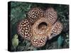 Close-up of the Rafflesia, the World's Largest Flowering Plant, Borneo, Asia-James Gritz-Stretched Canvas