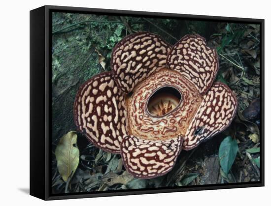 Close-up of the Rafflesia, the World's Largest Flowering Plant, Borneo, Asia-James Gritz-Framed Stretched Canvas