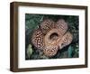 Close-up of the Rafflesia, the World's Largest Flowering Plant, Borneo, Asia-James Gritz-Framed Photographic Print