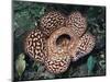 Close-up of the Rafflesia, the World's Largest Flowering Plant, Borneo, Asia-James Gritz-Mounted Photographic Print