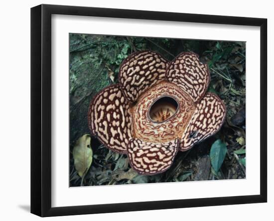 Close-up of the Rafflesia, the World's Largest Flowering Plant, Borneo, Asia-James Gritz-Framed Photographic Print