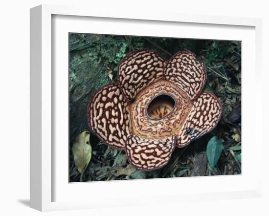 Close-up of the Rafflesia, the World's Largest Flowering Plant, Borneo, Asia-James Gritz-Framed Photographic Print