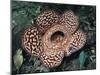 Close-up of the Rafflesia, the World's Largest Flowering Plant, Borneo, Asia-James Gritz-Mounted Photographic Print