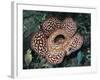 Close-up of the Rafflesia, the World's Largest Flowering Plant, Borneo, Asia-James Gritz-Framed Photographic Print