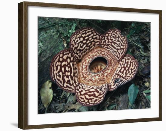 Close-up of the Rafflesia, the World's Largest Flowering Plant, Borneo, Asia-James Gritz-Framed Photographic Print