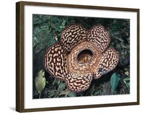 Close-up of the Rafflesia, the World's Largest Flowering Plant, Borneo, Asia-James Gritz-Framed Photographic Print