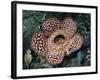 Close-up of the Rafflesia, the World's Largest Flowering Plant, Borneo, Asia-James Gritz-Framed Photographic Print