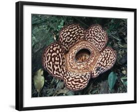 Close-up of the Rafflesia, the World's Largest Flowering Plant, Borneo, Asia-James Gritz-Framed Photographic Print