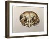 Close-Up of the Skull of an Owl-null-Framed Giclee Print