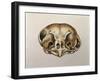 Close-Up of the Skull of an Owl-null-Framed Giclee Print