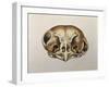 Close-Up of the Skull of an Owl-null-Framed Giclee Print