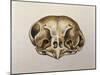 Close-Up of the Skull of an Owl-null-Mounted Giclee Print