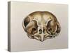 Close-Up of the Skull of an Owl-null-Stretched Canvas